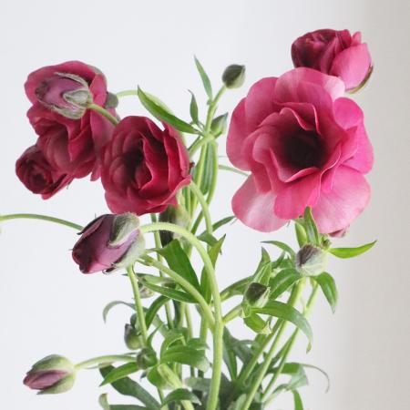 【生花】金井園芸ラックス　ティーバ(パープルピンク)50cm【IT】