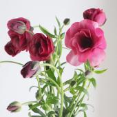 【生花】金井園芸ラックス　ティーバ（パープルピンク）50cm【IT】