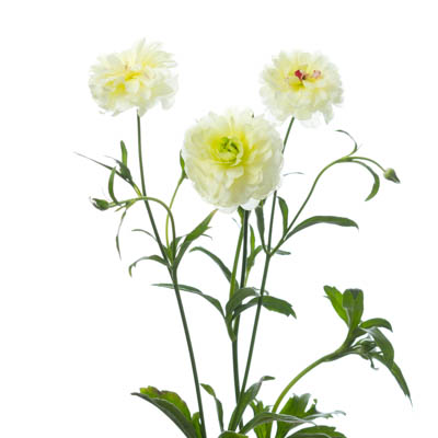 生花】ラナンキュラス ラックス ニノス【IT】 - 花材通販はなどんや