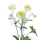 生花】ラナンキュラス ラックス ニノス【IT】 - 花材通販はなどんや
