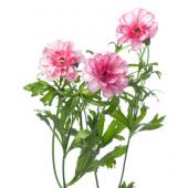 生花】ラナンキュラス ラックス リュキア 【IT】 - 花材通販はなどんや