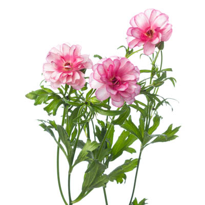 【生花】金井園芸ラックス　リュキア(ピンク) 50cm　【早締切-22】