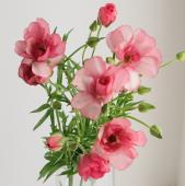 【生花】金井園芸ラックス　リュキア(ピンク） 50cm　【早締切-22】