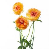 生花】ラナンキュラス ラックス ロティス(オレンジ) 【IT】 - 花材通販