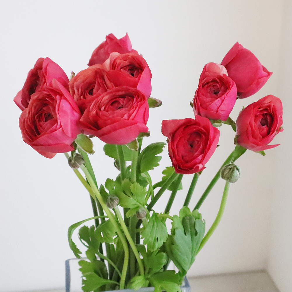 直前!】ラナンキュラス 竜宮もみじ(赤系オレンジ) JA三豊【OT】 - 花材