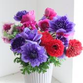 ※販売期間外※【08直前FJ】アネモネ　凜々花ミックス　25cm程度【生花】