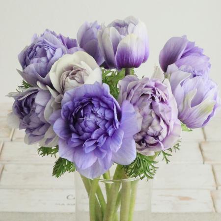 【08直前FJ】アネモネ　凜々花(ラベンダー)　25cm程度　福島県