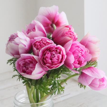 【08直前FJ】アネモネ　凜々花(ピンク)　25cm程度　福島