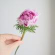 【08直前FJ】アネモネ　凜々花(ピンク)　25cm程度　福島