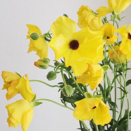 【生花】金井園芸ラックス　アルテミス(黄色)50cm【早締切-22】