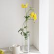 【生花】金井園芸ラックス　アルテミス(黄色)50cm【早締切-22】