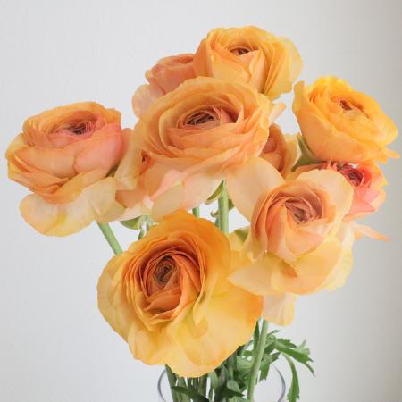 SALE 淡色 ラナンキュラスのリーズ SALE 淡色 ラナンキュラスのリーズ SALE 淡色 ラナンキュラスのリーズ