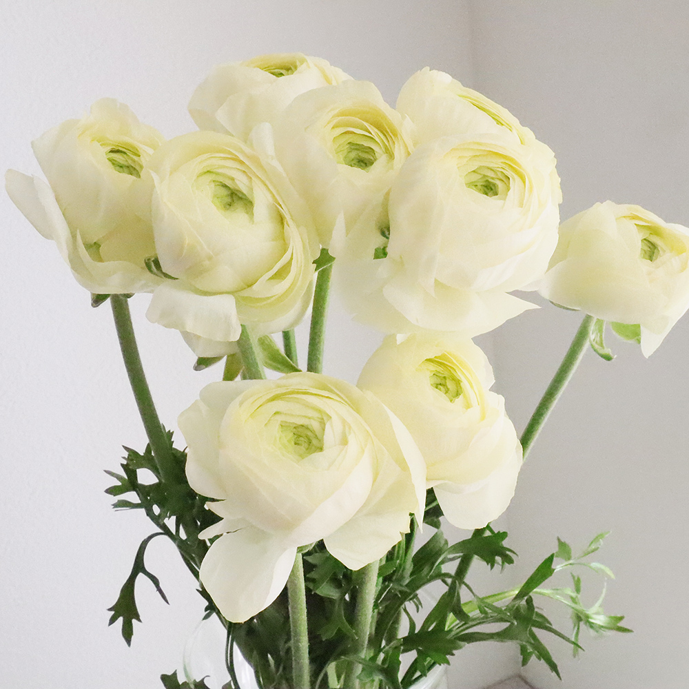 直前】ラナンキュラス ペニンダ(クリーム) セレクト40-50cm 長野県