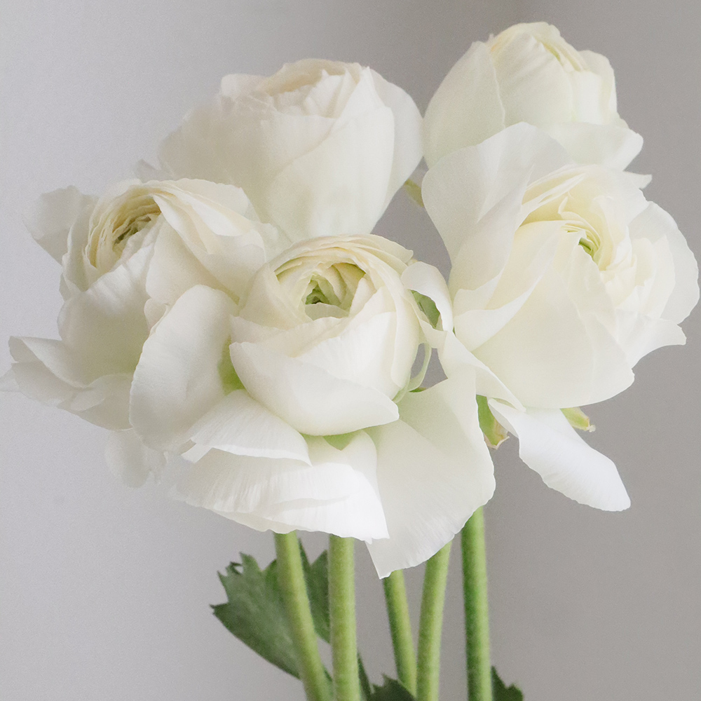 生花】ラナンキュラス ミデン(白)セレクト40-50cm Tフローレンス【早