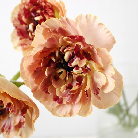 【生花】ラナンキュラス　ベージュシャルロット(アネモネ咲き)セレクト40-50cm　長野県フラワースピリット【早締切-60】