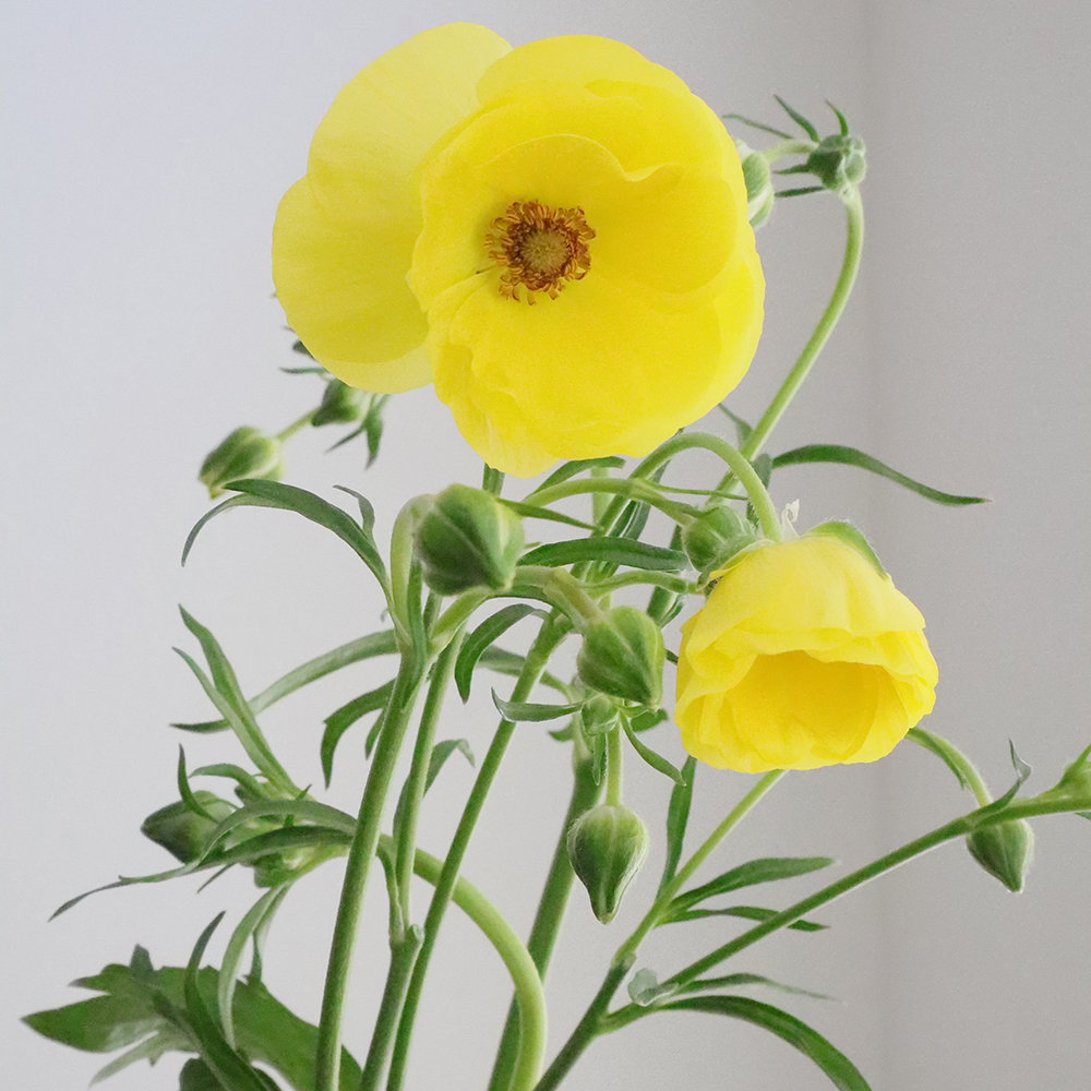 生花】ラックス系ラナンキュラス ピュタロス(黄色)【OT】 - 花材通販は