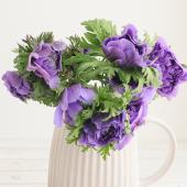 ※販売期間外※【08直前!】アネモネ　レバンテブルー（八重ブルー）20ｃｍ程度　北海道