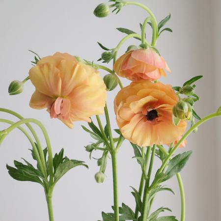 【生花】金井園芸ラックス　ベスタリス(ベージュ系)　50cm【早締切-22】