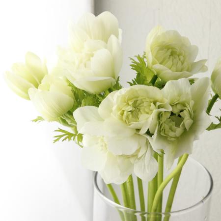 【08直前】アネモネ　レバンテビアンコ (八重白)30CM　山形県