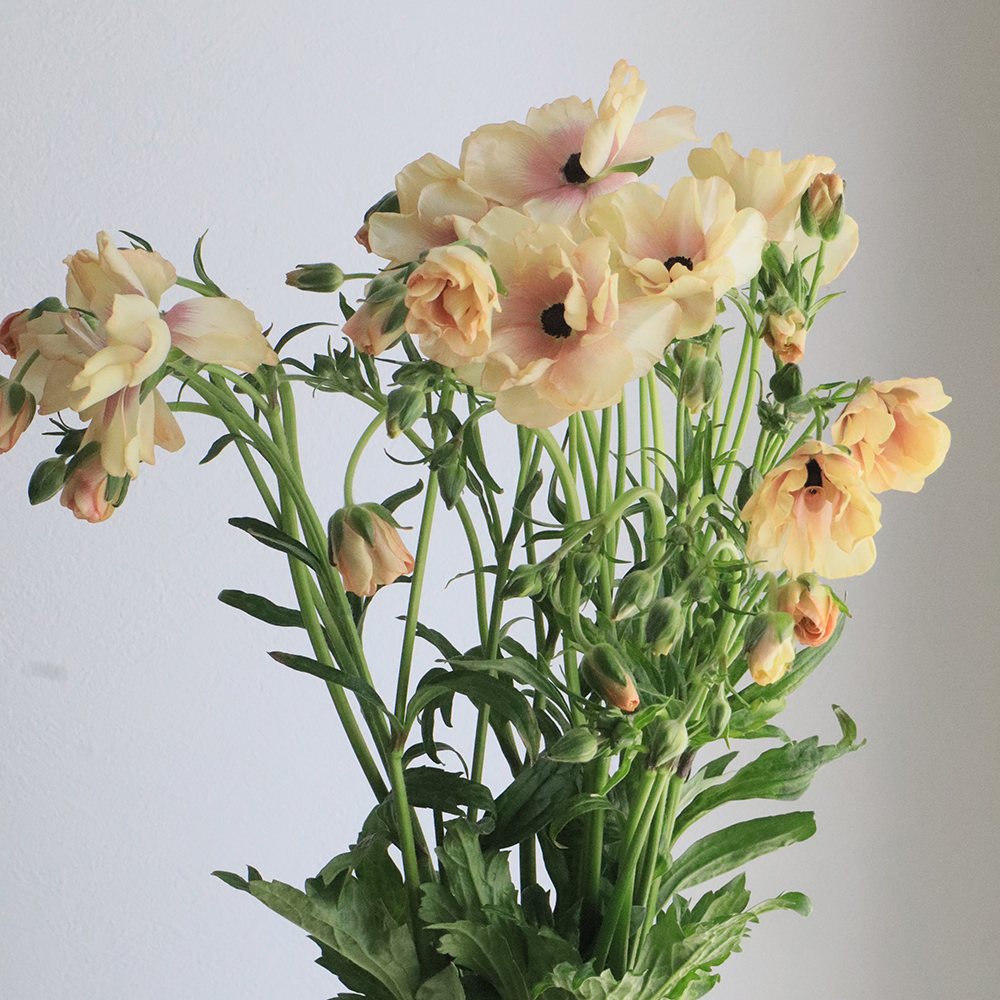 生花】ラックス系 ラナンキュラス ヘスティア(ベージュ系)【OT】 - 花