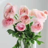 ※販売期間外※【直前】【生花】三豊新品種!ラナンキュラス ハルテマリ(ライトピンク単色)3-40cm程度【OT】