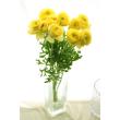 【生花】ラナンキュラス(黄) ゆずてまりorレモンてまり　3-40cm程度　JA三豊【OT】