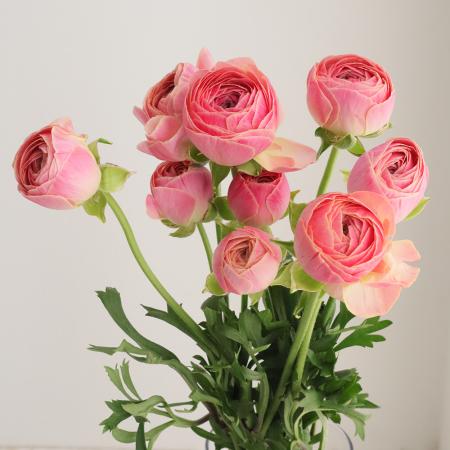 【生花】ラナンキュラス　ピーチ系(タソス、ビュゼなど)　3-40cm【OT】青木園芸ほか