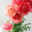 【生花】ラナンキュラス　ピーチ系(タソス、ビュゼなど)　3-40cm【OT】青木園芸ほか