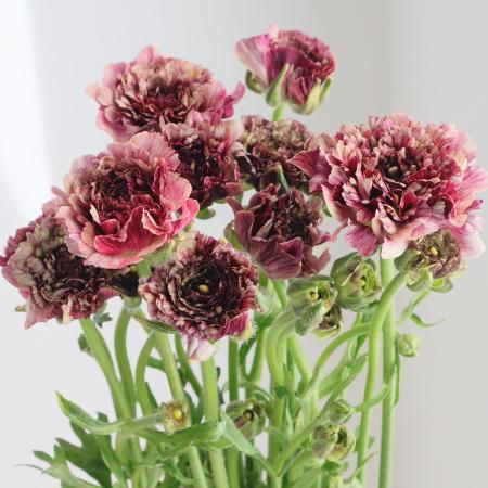 【08直前】ラナモネ　レイ(エンジ複色系)　【OT】長崎県オリジナル【生花】