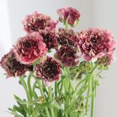 ※販売期間外※【08直前】ラナモネ　レイ（エンジ複色系）　【OT】長崎県オリジナル【生花】