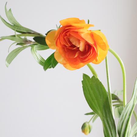 【生花】金井園芸ラックス　ミノアン2(オレンジ系)50cm【早締切-22】