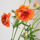 【生花】金井園芸ラックス　ミノアン2（オレンジ系）50cm【早締切-22】