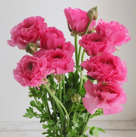 【08直前!】ラナンキュラス　ルイーズ(濃いピンク)宮崎県