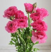 ※販売期間外※【生花】ラナンキュラス　ルイーズ（濃いピンク）【FJ】