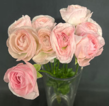 【直前!】ラナンキュラス　セーヌ(ピンク)40cm程度静岡県