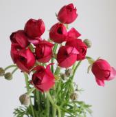 ※販売期間外※【生花】ラナンキュラス　竜宮小町（ローズレッド）【OT】