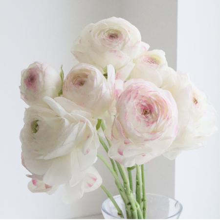 【08直前】ラナンキュラス　ピコ　(ホワイトピンク)　50cm フラワースピリット