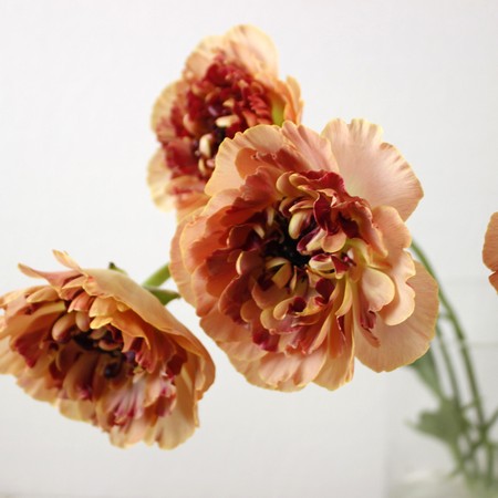 【08直前】ラナンキュラス　シャルロットベージュ　50cm程度　長野県