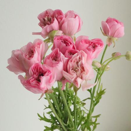 【直前!】【生花】ラナンキュラス  カーリー　長崎県45cm