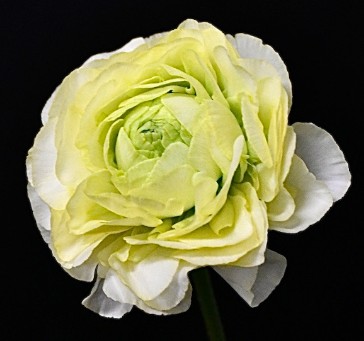 【08直前FJ】ラナンキュラス　ピーコック(白〜淡黄)セレクト40-50cm　長野県フラワースピリット【生花】