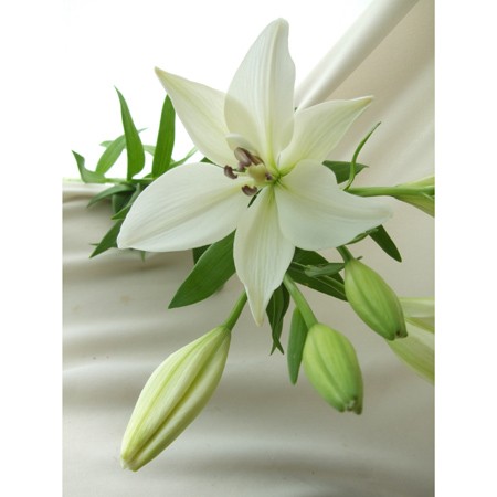 生花 Syu スカシユリ 白 L 2l ボリューム割 通販 はなどんやアソシエ