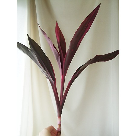 生花】ドラセナ(赤)(60cm)☆8/11-16届日限定【or-SYU】 - 花材通販は