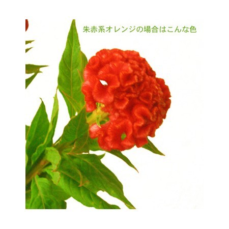 久留米つばき 紅あかり開花 発色の良いオレンジ色っぽい赤色 宅急便.匿名発送 久留米つばき 紅あかり開花 発色の良いオレンジ色っぽい赤色