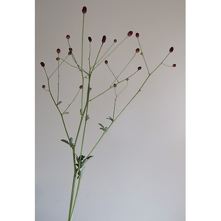 生花 ワレモコウ L 2l Or 43 通販 はなどんやアソシエ 生花 ワレモコウ L 2l Or 43 通販 はなどんやアソシエ