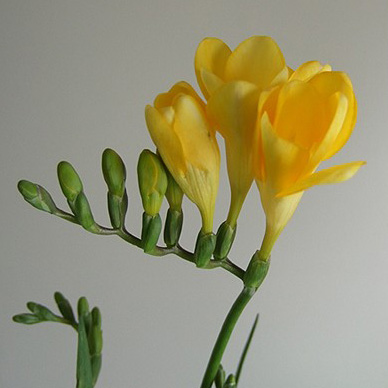 【生花】フリージア(黄色)45cm程度【OR-SY3】