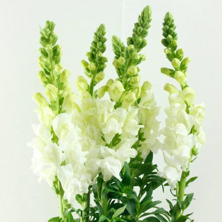 【生花】スナップ〔白〕60cm〜【OR-SY3】