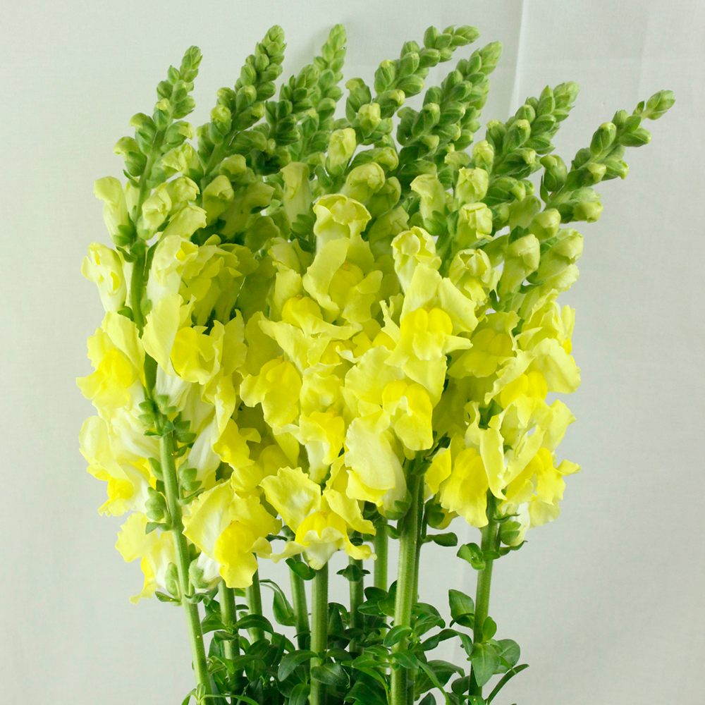 スガ専用　七宝花瓶 薄黄色地 四君子文 花入 花生 花器 薄黄色地 花入 スガ専用　七宝花瓶 花器 花生 四君子文