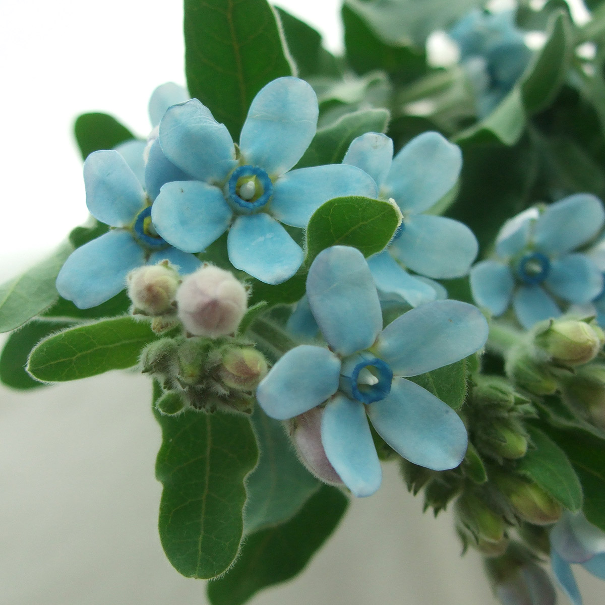 生花】ブルースター(青)【OR-SY3】 - 花材通販はなどんやアソシエ