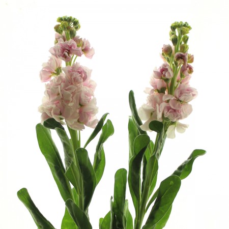 【生花】【SYU】ストック　一本立ち(ピンク)(60cm)☆超ボリューム割