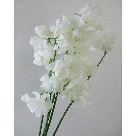 生花】【SYU】スイートピー(白)☆超ボリューム割 - 花材通販はなどんや